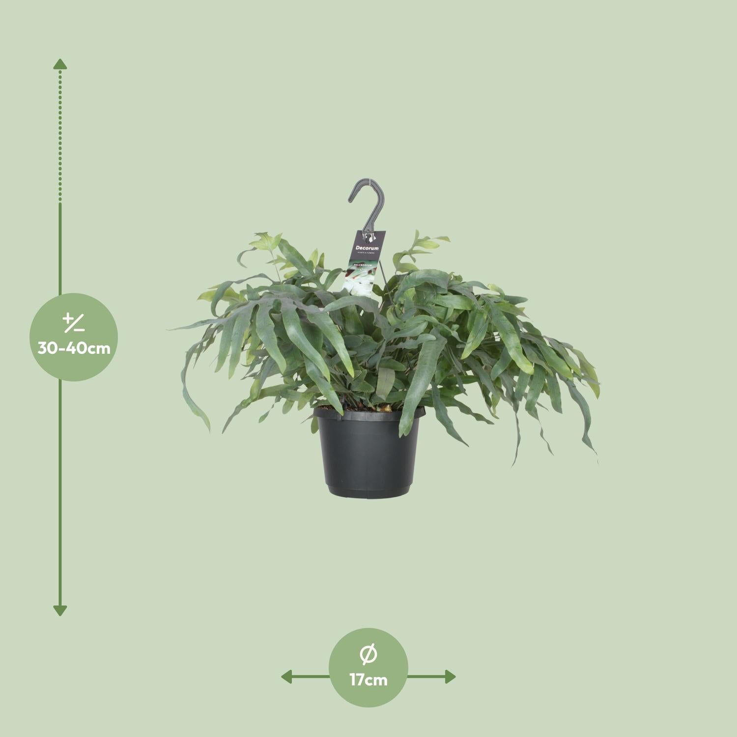 Phlebodium Blue Star Farn Ø17cm – Elegante Zimmerpflanze | Pflanzfix24.de - Pflanzfix24.de