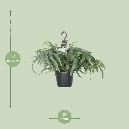 Phlebodium Blue Star Farn Ø17cm – Elegante Zimmerpflanze | Pflanzfix24.de - Pflanzfix24.de