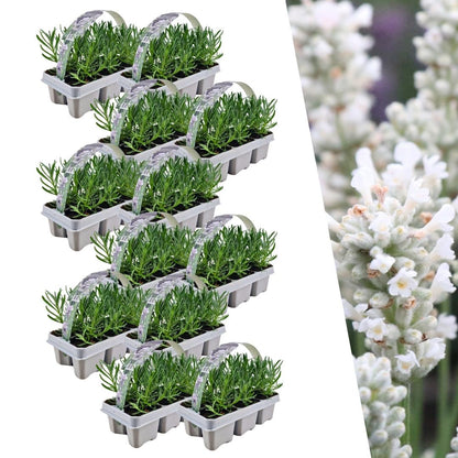 72er Set Lavendel angustifolia weiß - pflanzfix24