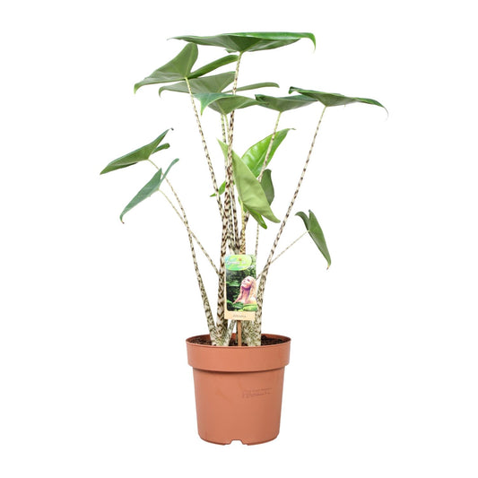Alocasia Zebrina - Ø21cm - ↕80cm bei Pflanzfix24