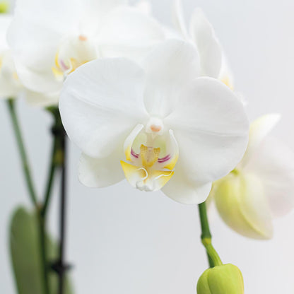 2er Set Phalaenopsis Amabilis Weiß Ø9cm – Combi Deal | Pflanzfix24.de - Pflanzfix24.de