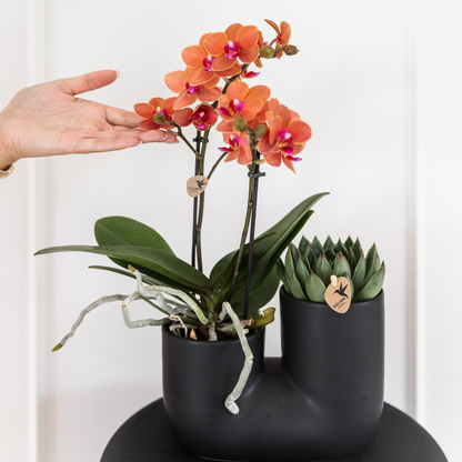 4er Set Phalaenopsis Bozen Orange – Combi Deal Ø9cm | Pflanzfix24.de - Pflanzfix24.de