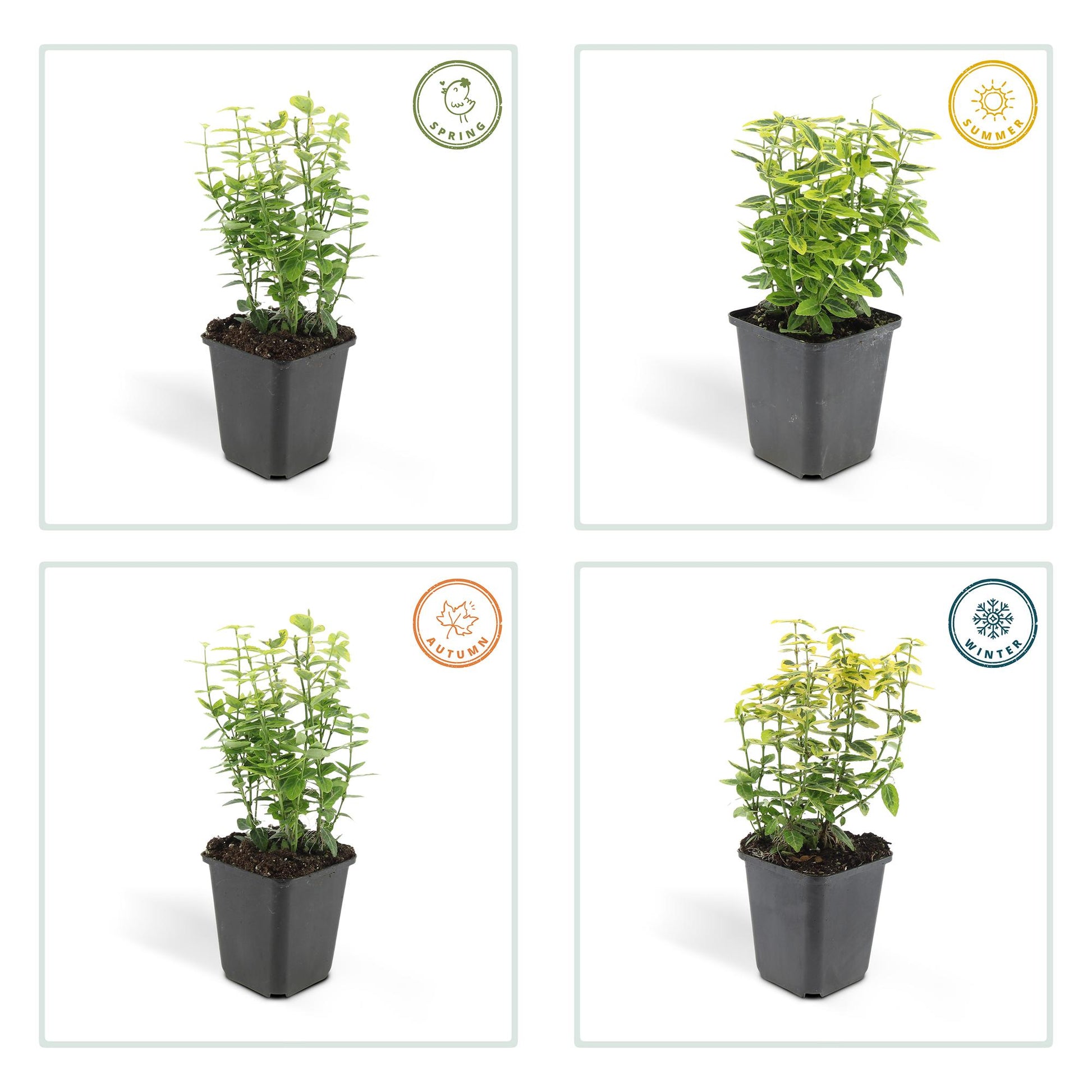 40x Euonymus fort. 'Emerald 'n Gold’ - ↕10-25cm - Ø9cm - Pflanzfix24.de - Pflanzfix24.de