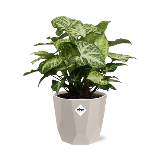 Syngonium Arrow in ELHO b.for rock 14 cm warm grey - Pflanzfix24