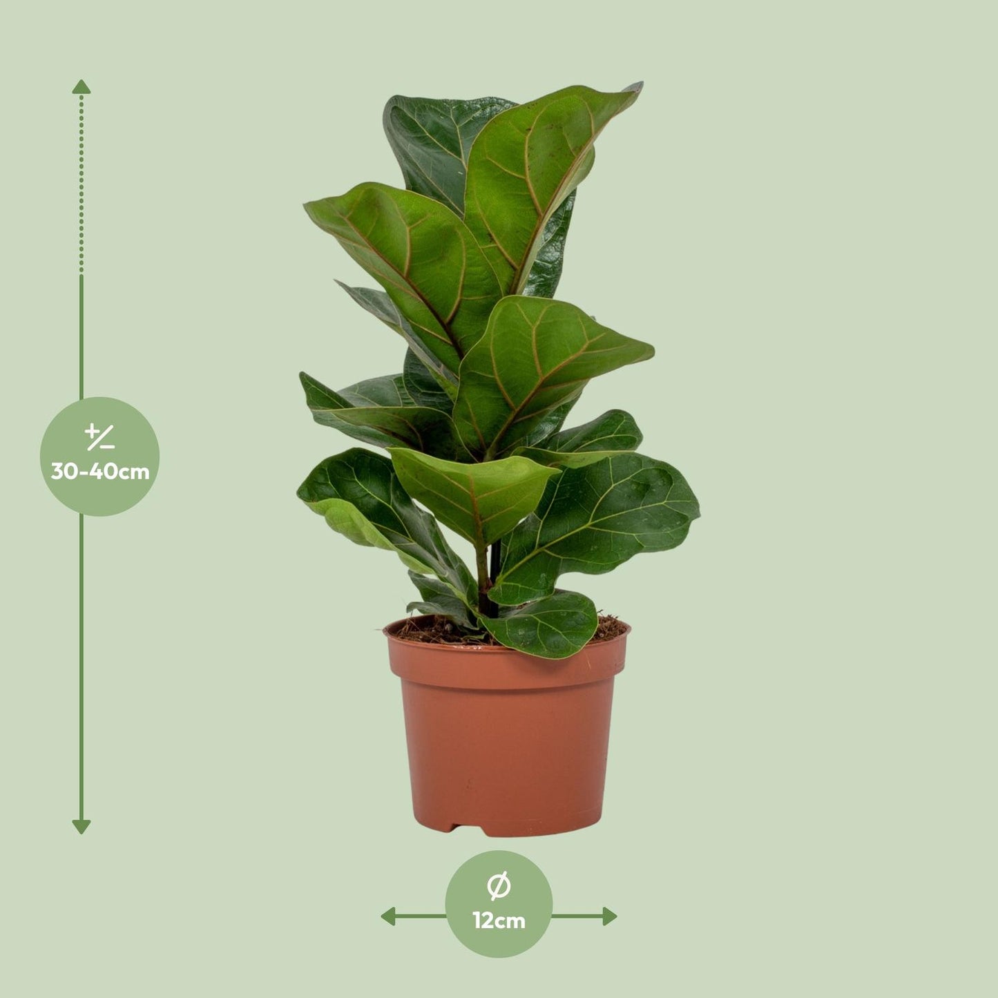 Ficus Lyrata - Ø12cm - ↕30cm - Pflanzfix24.de - Pflanzfix24.de