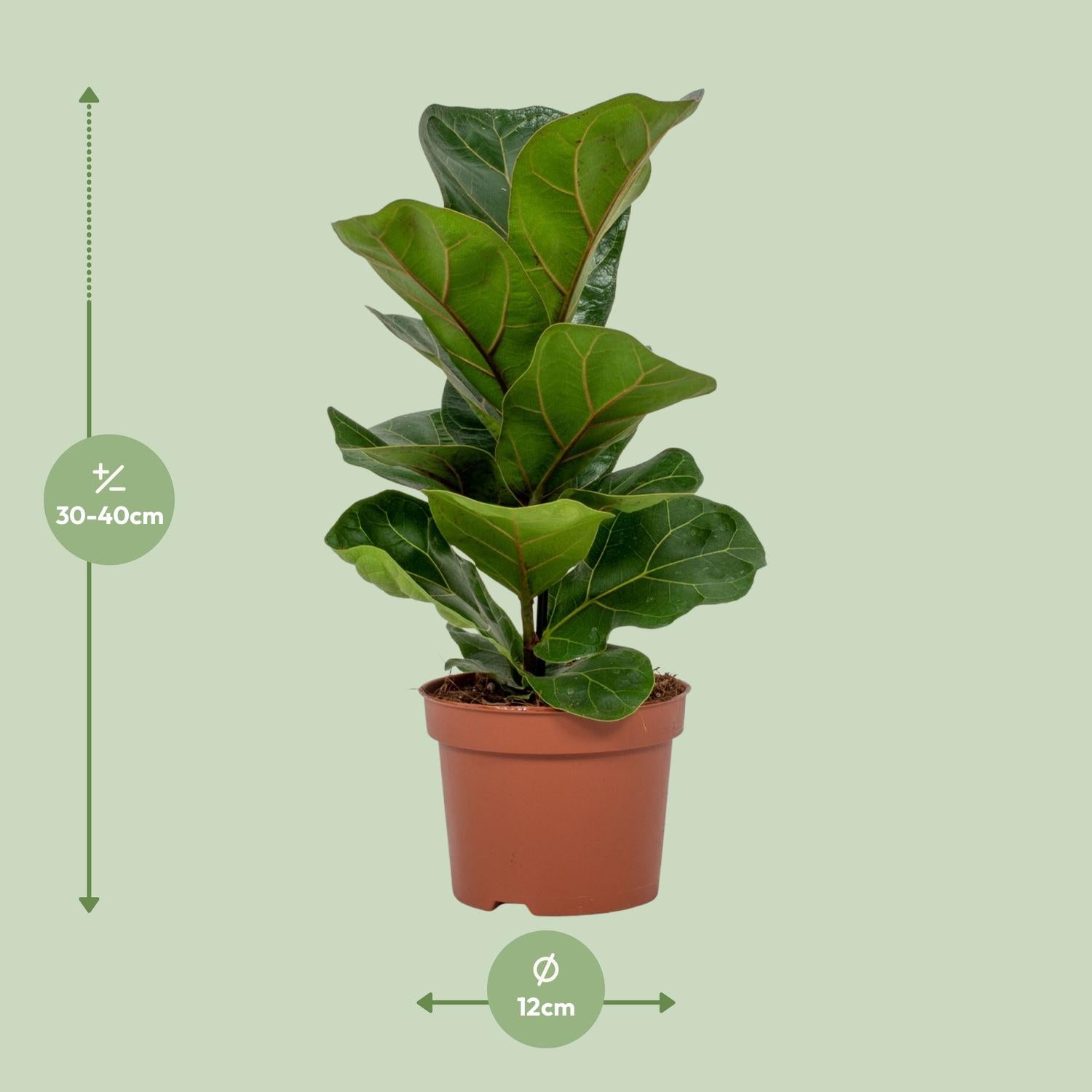 Ficus Lyrata - Ø12cm - ↕30cm - Pflanzfix24.de - Pflanzfix24.de