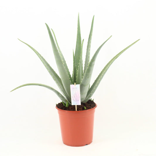 Aloe Vera P24 Sukkulente Ø24cm – Pflanzfix24
