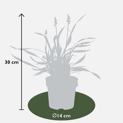 3 x Liriope muscari 'Ingwersen' - Set XL - 14 cm Topfgröße - Pflanzfix24.de - Pflanzfix24.de