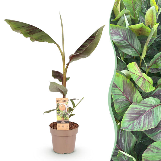 pflanzfix24 - Japanische Faserbanane - Musa Ever Red - Topf 21cm