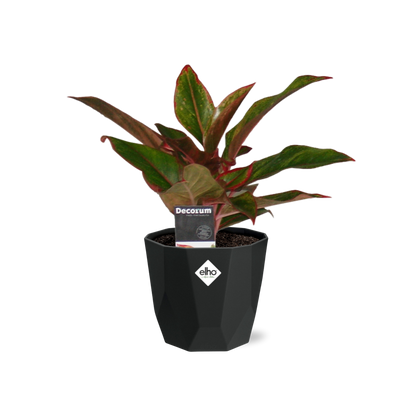 Aglaonema Crete in 14cm b.for rock living black - Pflanzfix24