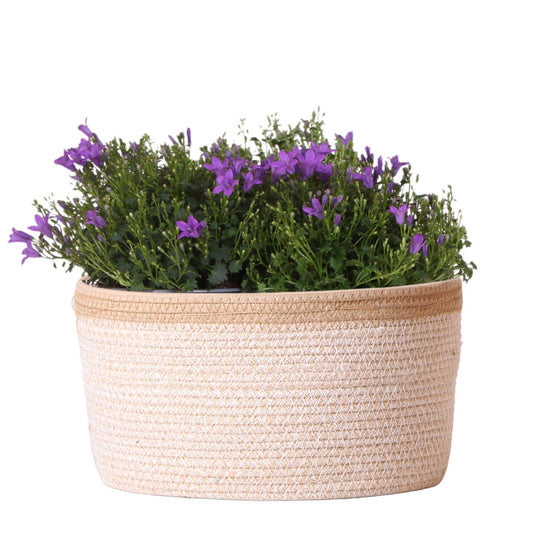 Campanula Addenda Ambella Intense purple - Baumwollschale mit Campanula - 3 Stück - Pflanzfix24.de - Pflanzfix24.de