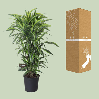Dracaena Fragrans Lemon Lime Vertakt - Ø27cm - ↕120cm - Pflanzfix24.de - Pflanzfix24.de
