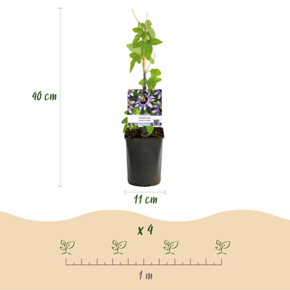 Passiflora Tricolour - 3 Pflanzen - Topf 11cm - Pflanzfix24.de - Pflanzfix24.de