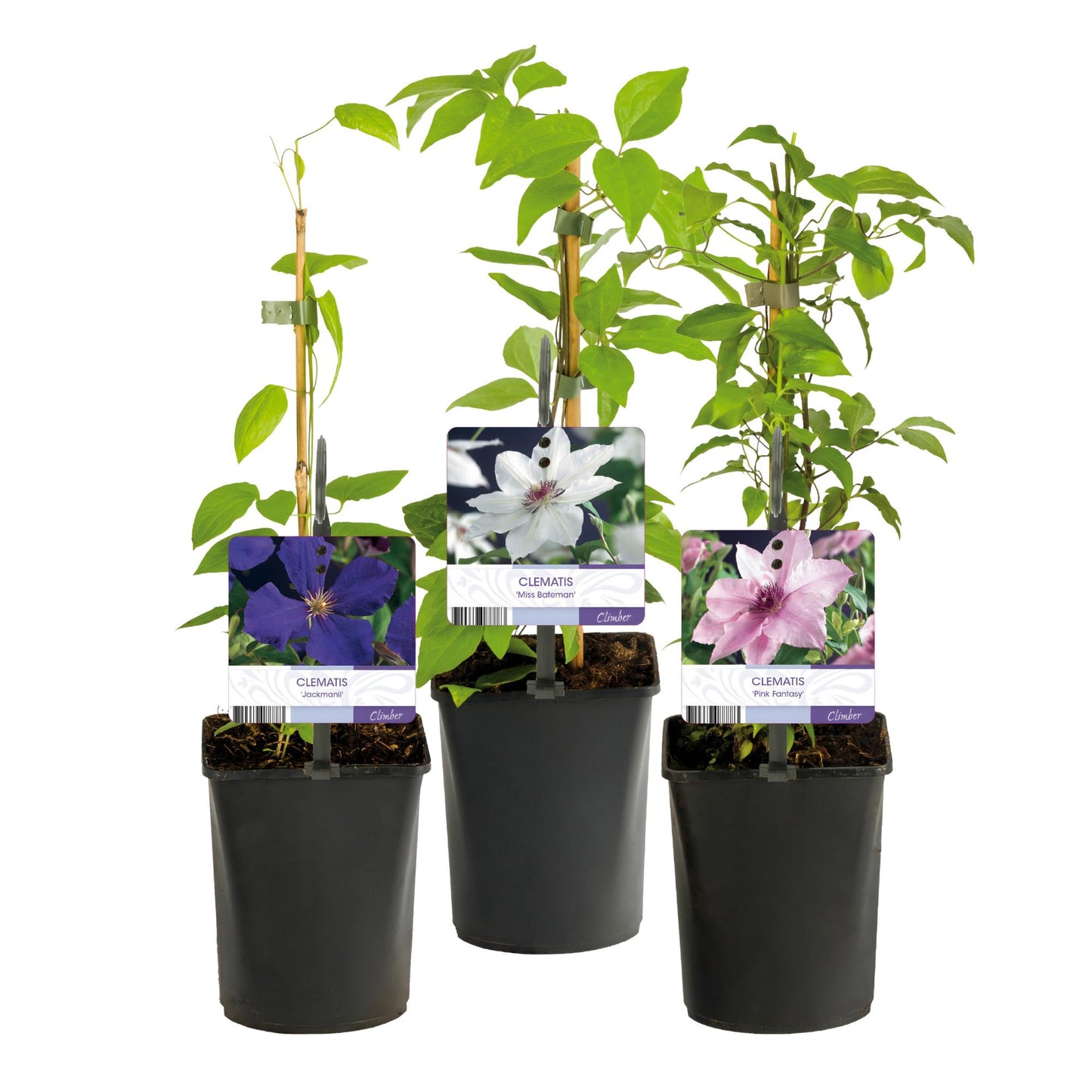 Clematis Tricolour – 3er-Set Kletterpflanzen rosa-weiß-lila – Höhe 40 cm – Pflanzfix24.de - Pflanzfix24.de