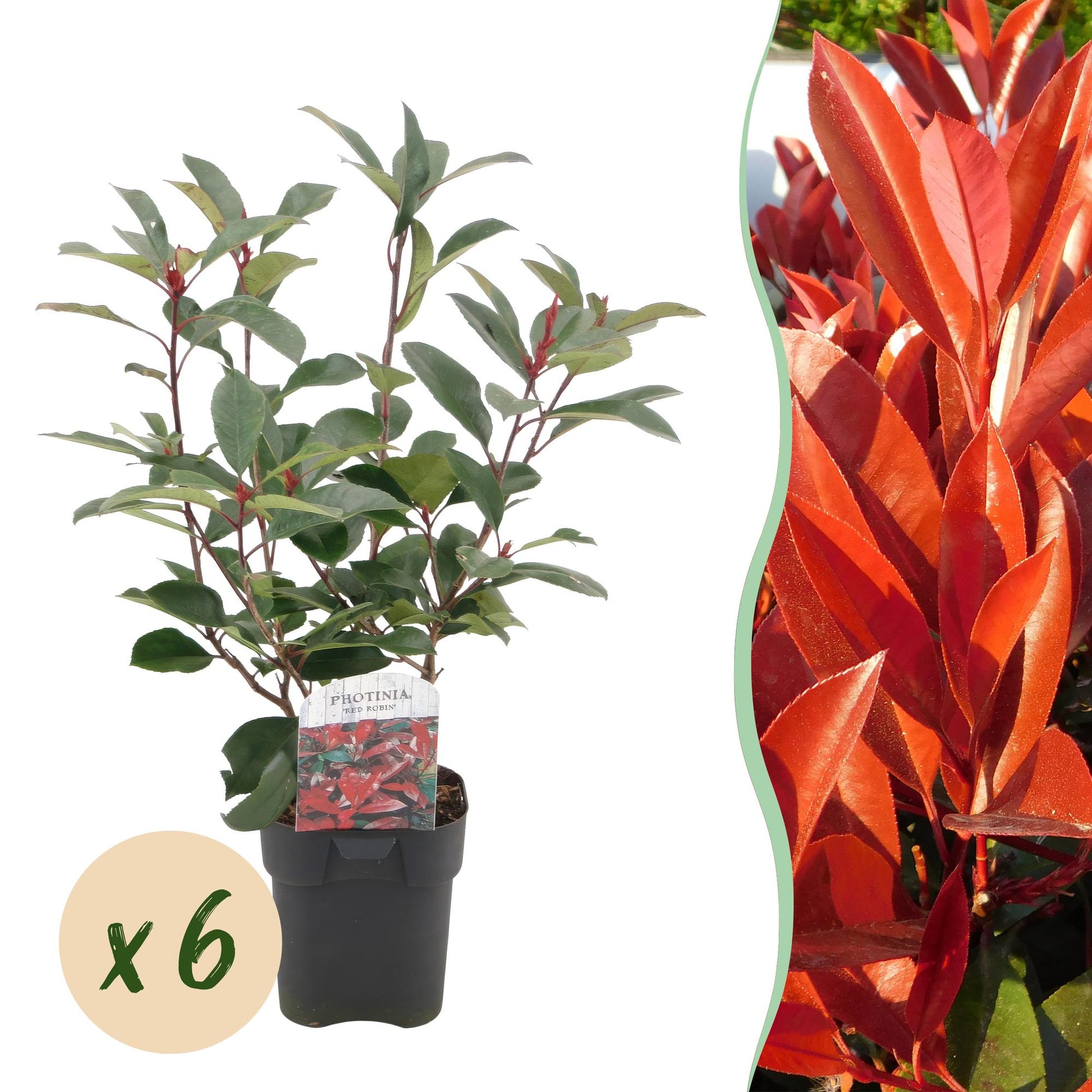 Photinia Red Robin – 6er-Set für 1 m Hecke – Immergrün, rotgrün, 50 cm – Pflanzfix24.de - Pflanzfix24.de