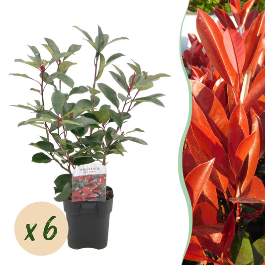 Photinia Red Robin – 6er-Set für 1 m Hecke – Immergrün, rotgrün, 50 cm – Pflanzfix24.de - Pflanzfix24.de