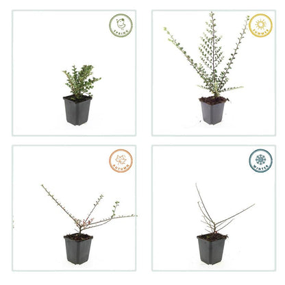 20x Cotoneaster horizontalis - ↕10-25cm - Ø9cm - Pflanzfix24
