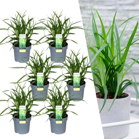 6 x Carex morrowii 'Irish Green' XL - 14 cm Topfgröße - Pflanzfix24