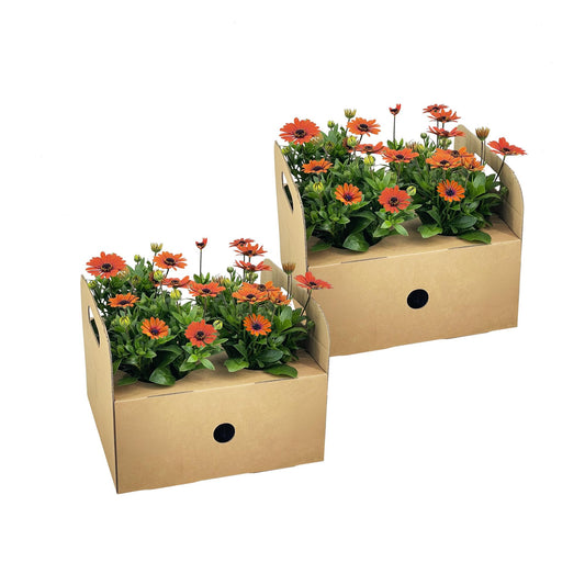 8x Osteospermum ecklonis Orange - Pflanzfix24