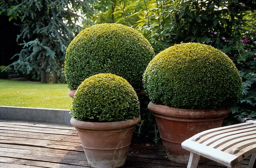 20x Buxus Sempervirens Ø9cm immergrüne Heckenpflanzen – Pflanzfix24.de - Pflanzfix24.de