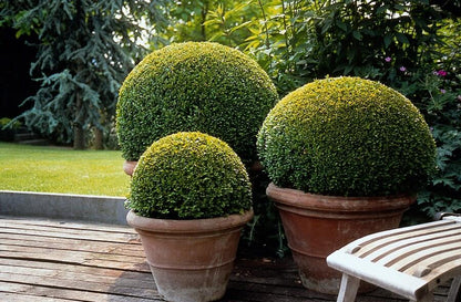 20x Buxus Sempervirens Ø9cm immergrüne Heckenpflanzen – Pflanzfix24.de - Pflanzfix24.de