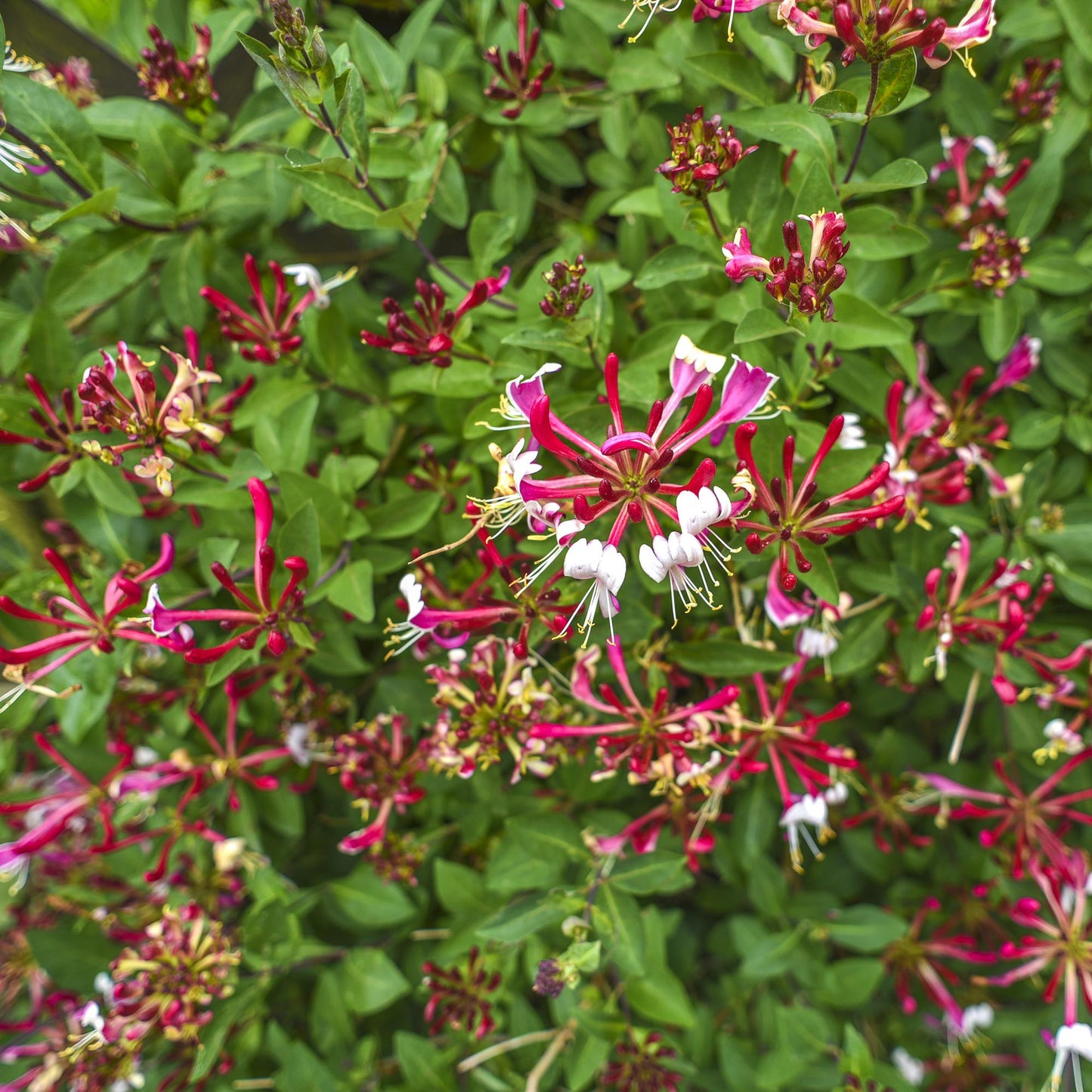 Geißblatt - Lonicera Serotina - 2 Pflanzen - Topf 11cm - Pflanzfix24.de - Pflanzfix24.de