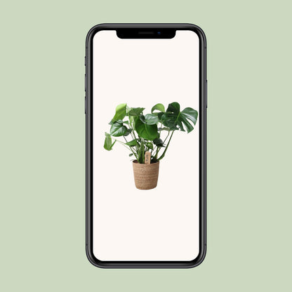 Monstera In Natural Basket - Ø21cm - ↕60cm - Pflanzfix24