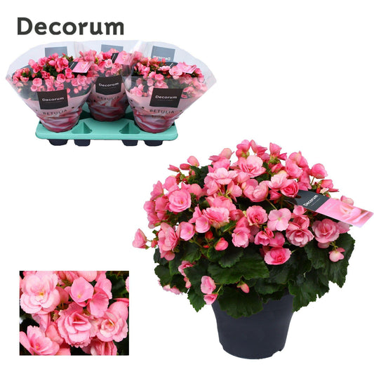 Begonia Betulia 'Candy' Rosa - Ø19cm - ↕35cm - Pflanzfix24.de - Pflanzfix24.de