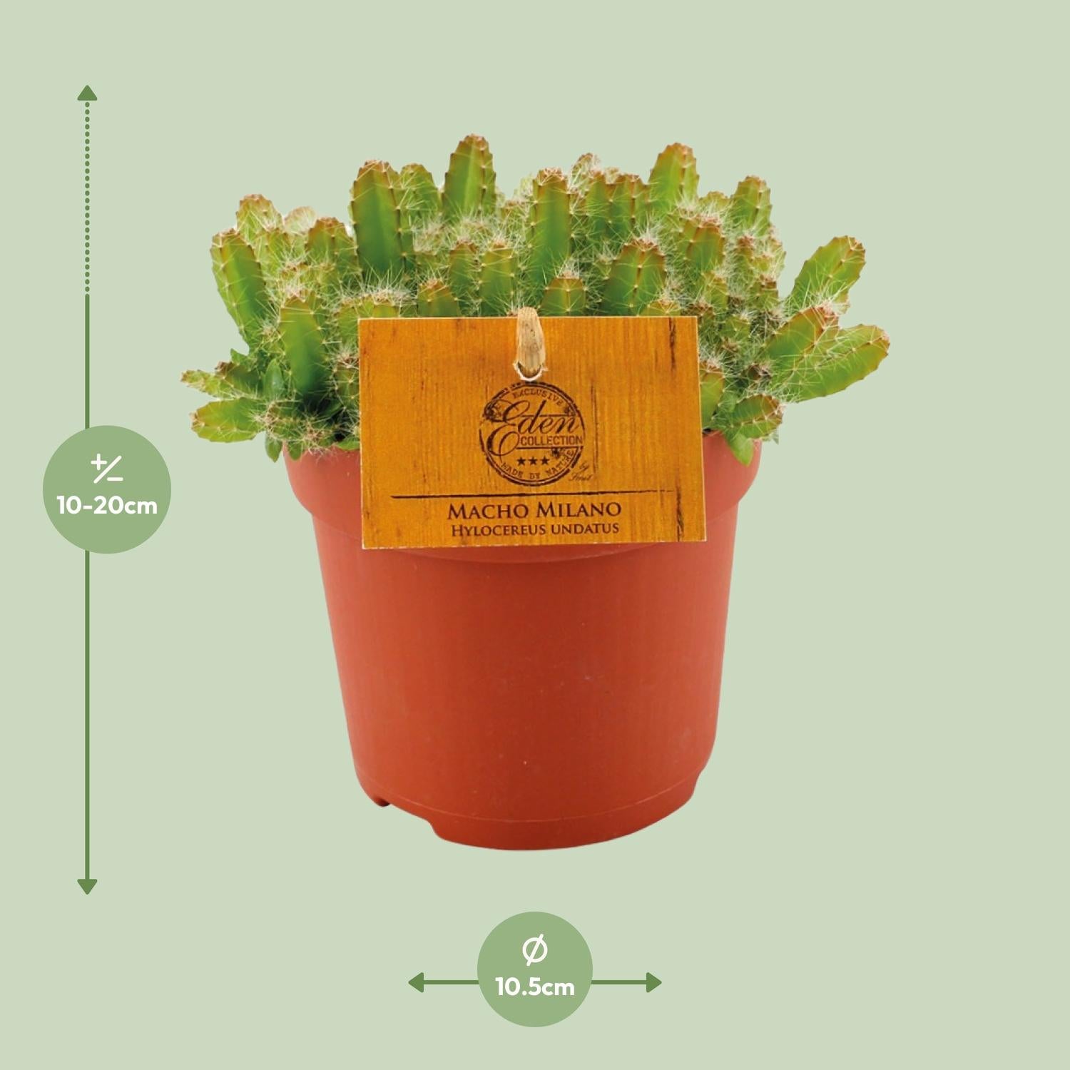 Hylocereus Undatus - Pflanzfix24.de - Pflanzfix24.de
