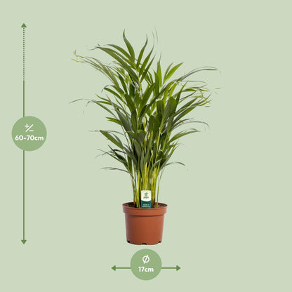 Dypsis Lutescens - Ø17cm - ↕65cm bei Pflanzfix24.de - Pflanzfix24.de