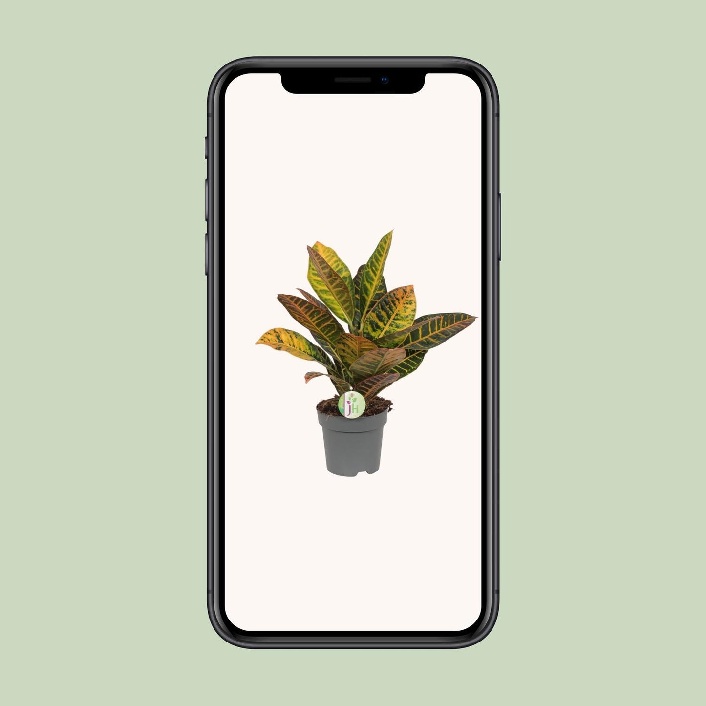 Codiaeum Petra - Croton - Ø17cm - ↕45cm - Pflanzfix24.de - Pflanzfix24.de