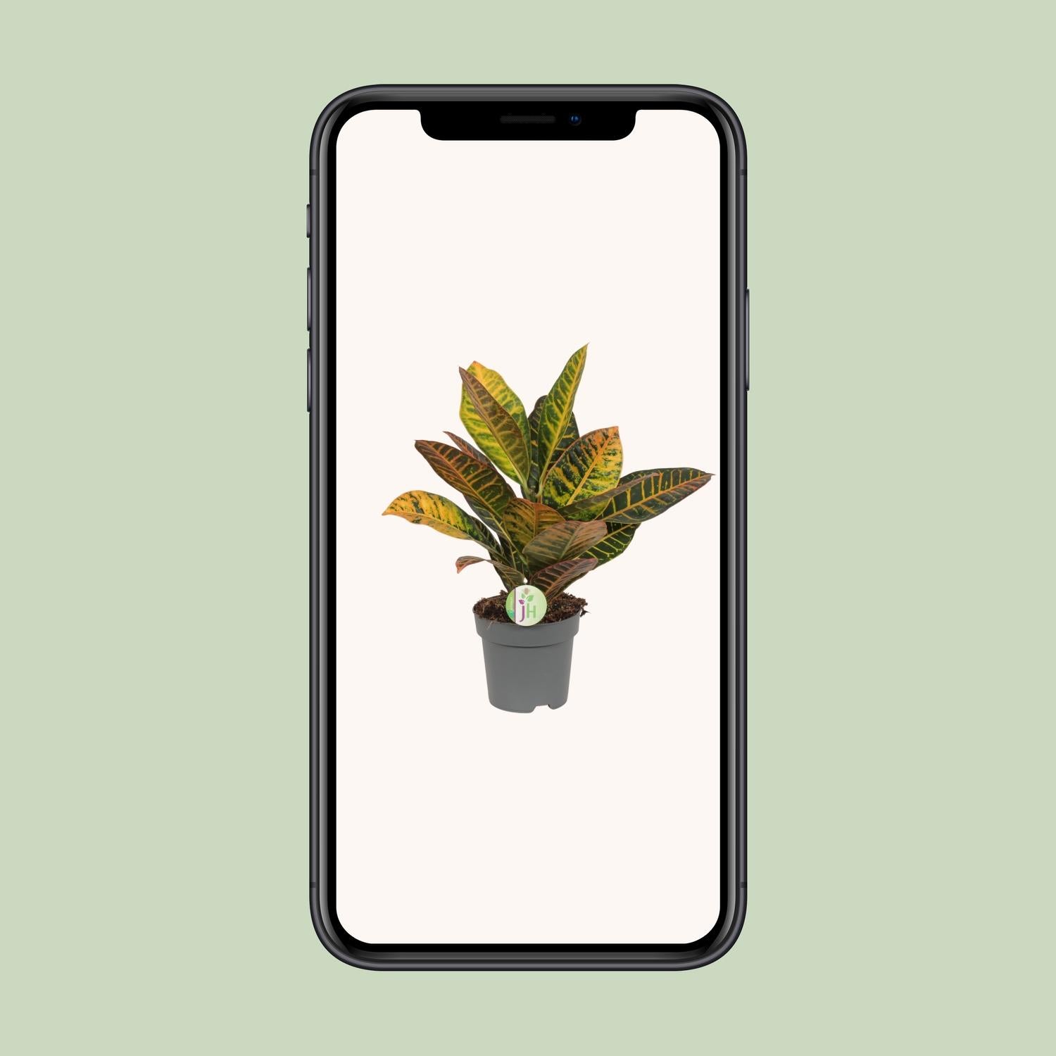 Codiaeum Petra - Croton - Ø17cm - ↕45cm - Pflanzfix24.de - Pflanzfix24.de