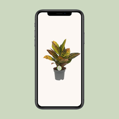 Codiaeum Petra - Croton - Ø17cm - ↕45cm - Pflanzfix24.de - Pflanzfix24.de