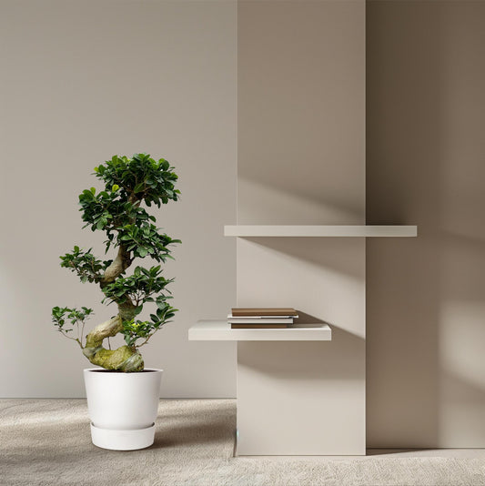 Ficus Microcarpa Ginseng 80 cm Ø27cm – Pflanzfix24
