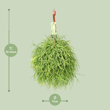 Rhipsalis Baccifera Oasis - Ø17 ↕35 von Pflanzfix24