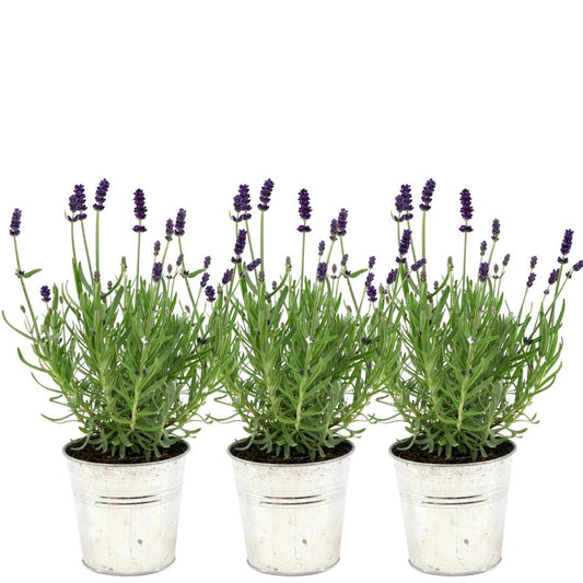 Lavandula angustifolia Felice® 3er-Set – Echter Lavendel 13 cm | Pflanzfix24.de - Pflanzfix24.de