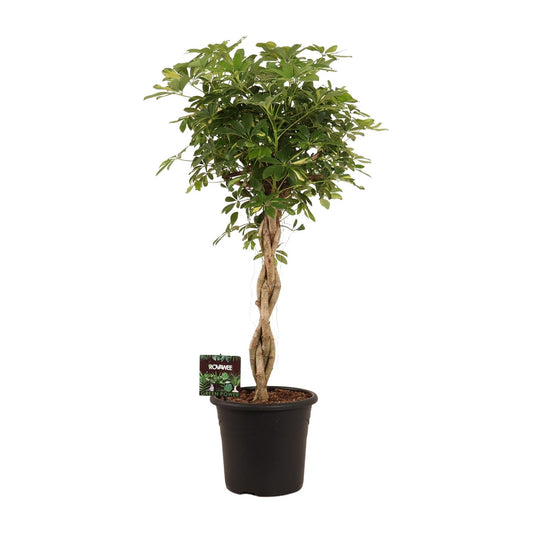 Schefflera Arb. Gold Capella - Ø32cm - ↕130cm by Pflanzfix24