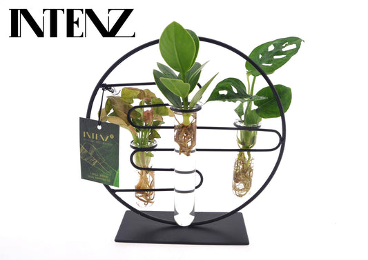 Kamerplanten Intenz Mix In Dubai 2.0 Glas - Pflanzfix24.de - Pflanzfix24.de
