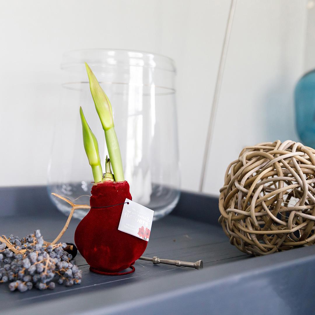 No Water Flowers® (wax amaryllis) | Velvet Touchz® Classic Mix (3 pack) + Red & White flower - Pflanzfix24