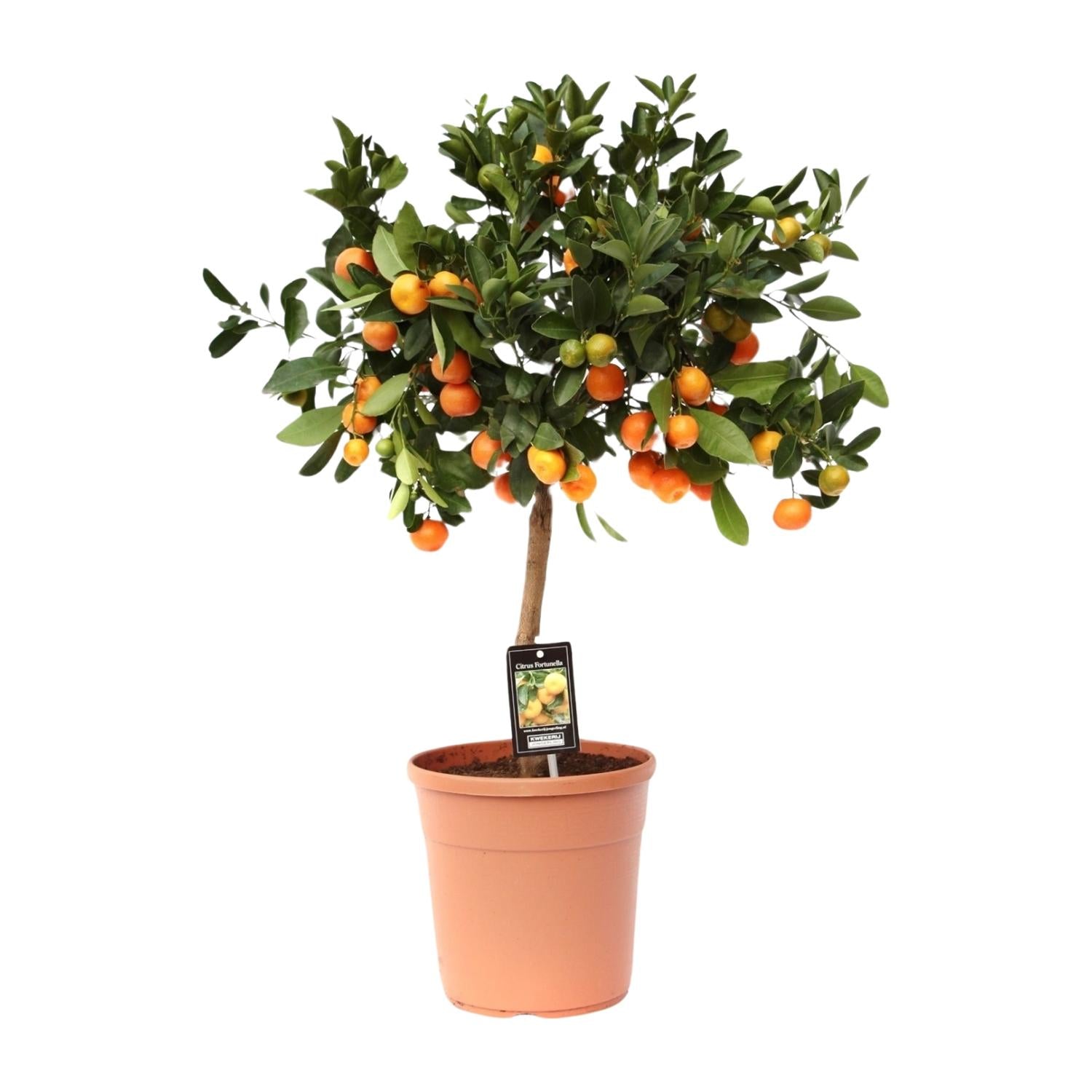 Citrus Calamondin - Ø22cm - ↕80cm - Pflanzfix24.de - Pflanzfix24.de