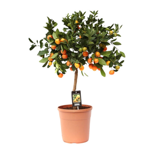 Citrus Calamondin - Ø22cm - ↕80cm - Pflanzfix24.de - Pflanzfix24.de