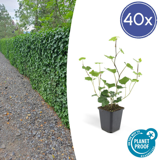 40x Hedera Hibernica - ↕10-25cm - Ø9cm - Pflanzfix24.de - Pflanzfix24.de