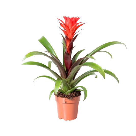Guzmania Rockyflower Hope - Ø12cm - ↕43cm - Pflanzfix24