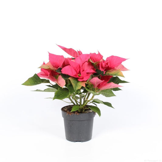 Euphorbia Pink - Ø10,5cm - ↕23cm - Pflanzfix24
