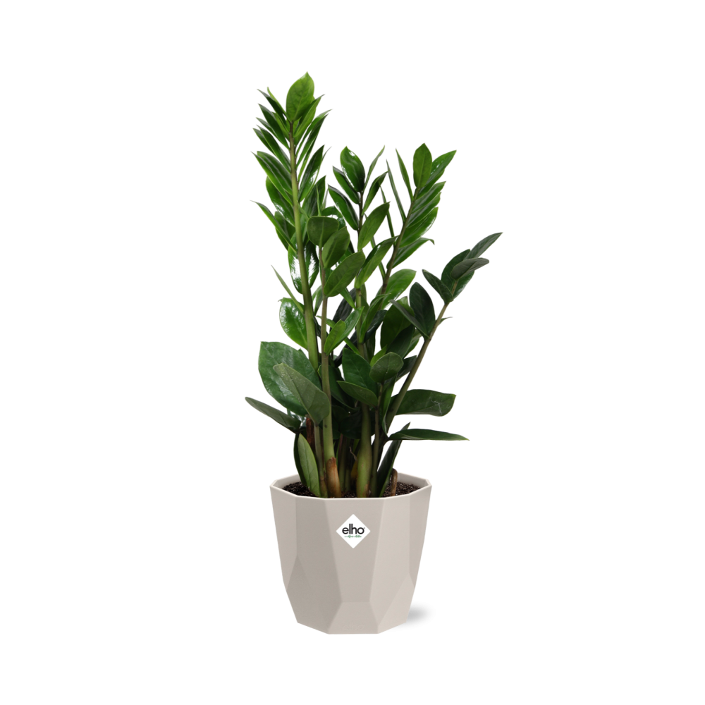 Zamioculcas - Hoogte 45-50 in ELHO b.for rock 14 cm warm grey by Pflanzfix24
