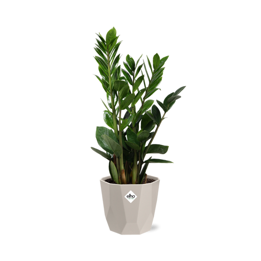Zamioculcas - Hoogte 45-50 in ELHO b.for rock 14 cm warm grey by Pflanzfix24