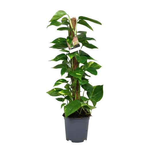 Scindapsus Epipremnum 80 cm im Topf Ø19 cm – pflanzfix24
