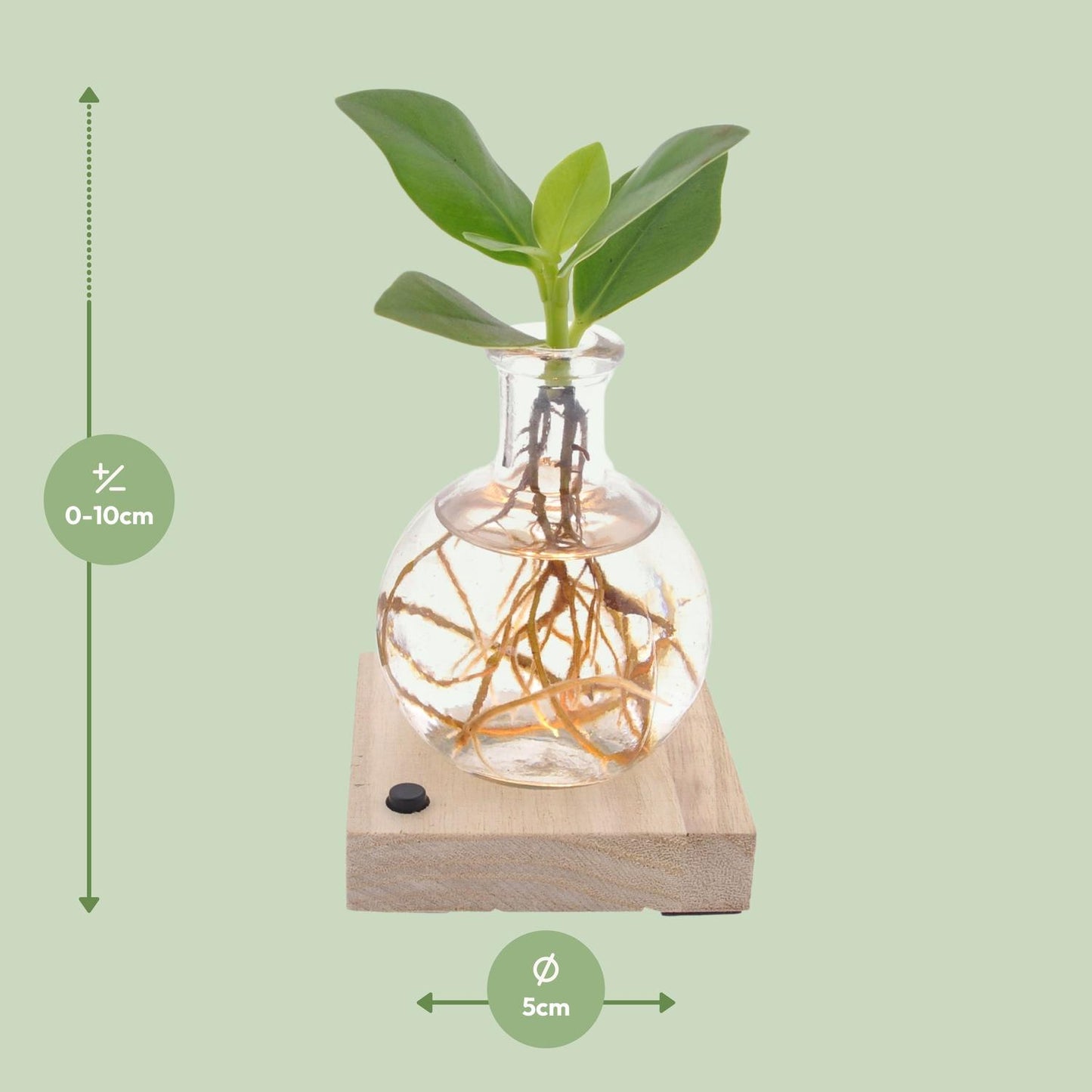Clusia In Samoa LED - Ø5cm - ↕10cm - Pflanzfix24.de - Pflanzfix24.de