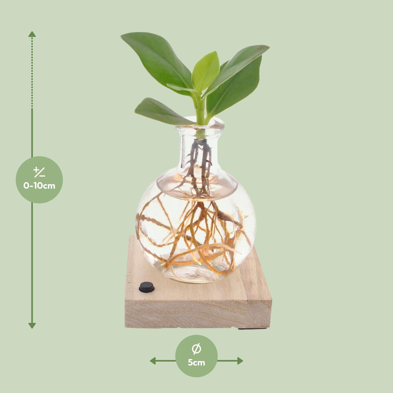 Clusia In Samoa LED - Ø5cm - ↕10cm - Pflanzfix24.de - Pflanzfix24.de