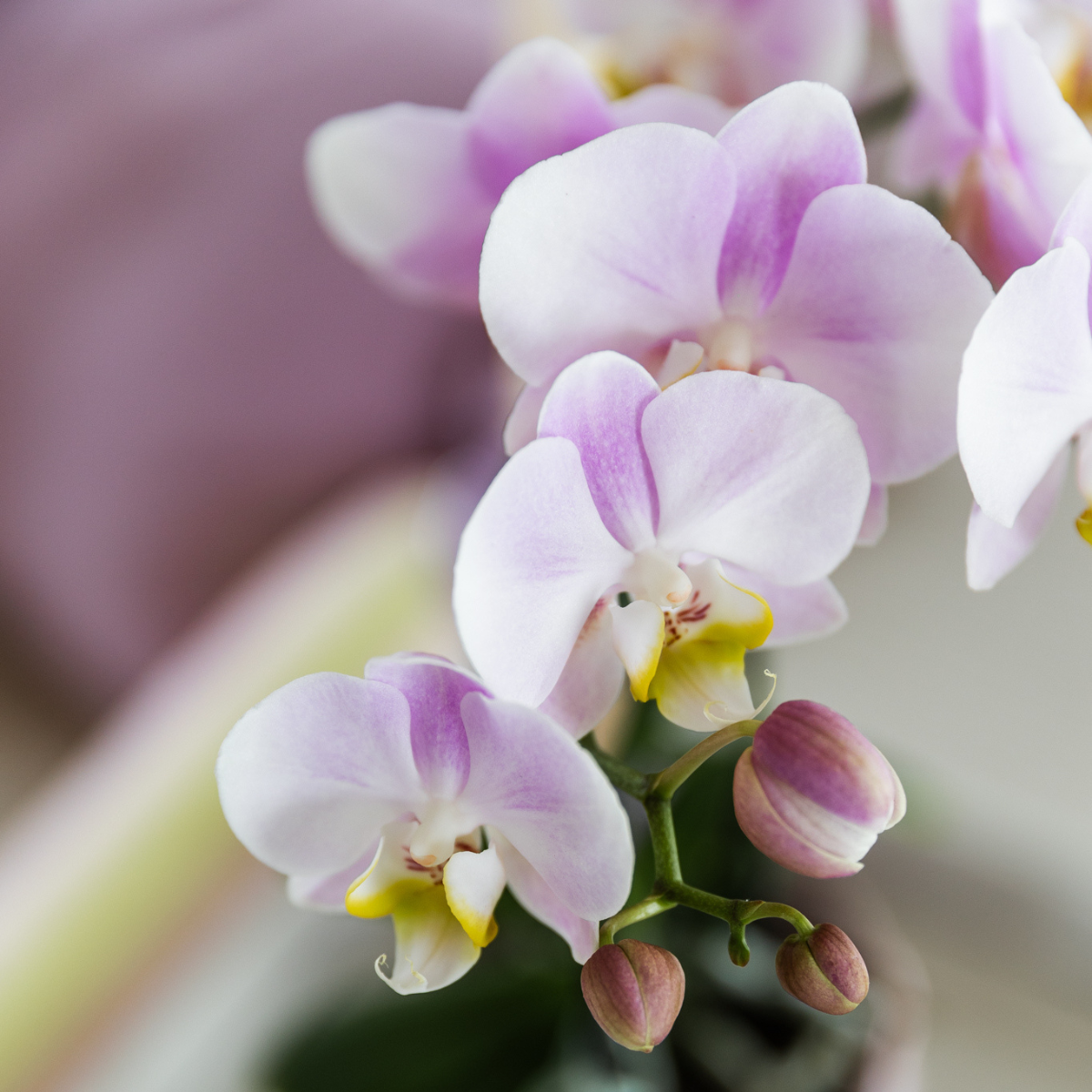 Kolibri Orchids Muttertag Geschenkset - Pflanzfix24